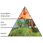 4603023442985-запах-елки1